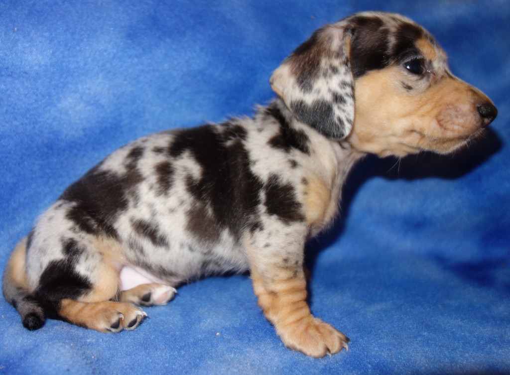 harlequin dachshund for sale