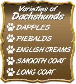Dachshund Puppies, Dapples, Piebalds, English Creams, Smooth Coat, Long Coat